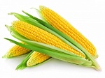Защита кукурузы